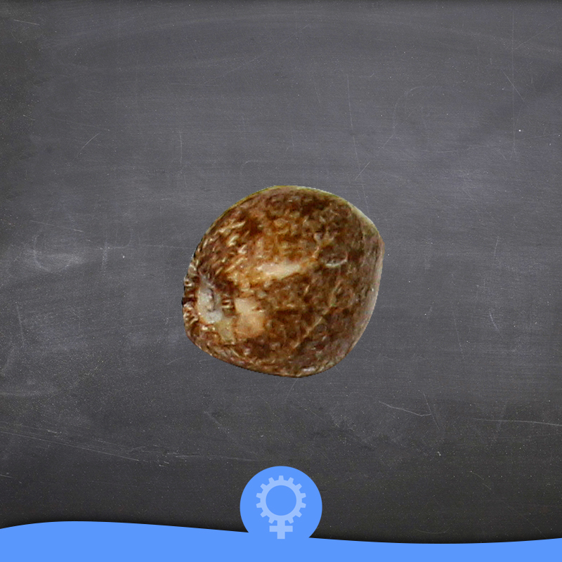 critical_hit_semilla