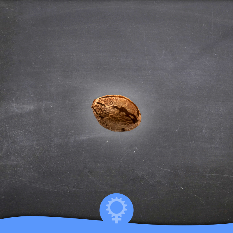 jack_sparrow_semilla