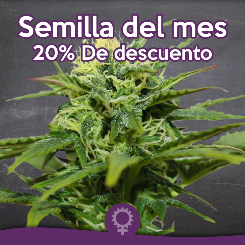 lagalena_semilladelmes