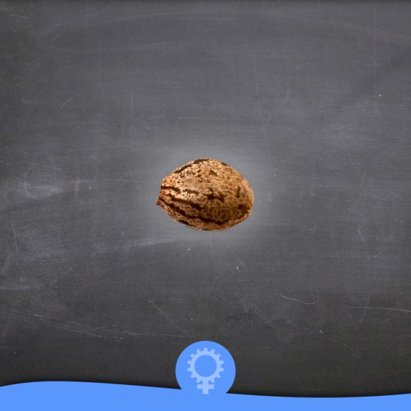 lemonultrahaze_semilla